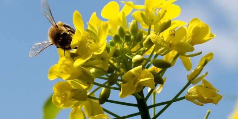 Eine andere schwerwiegende Gefahr stellt jedoch der Klimawandel dar