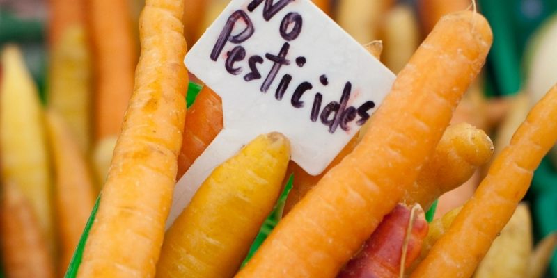 alt= "carottes bio sans pesticides chimiques"