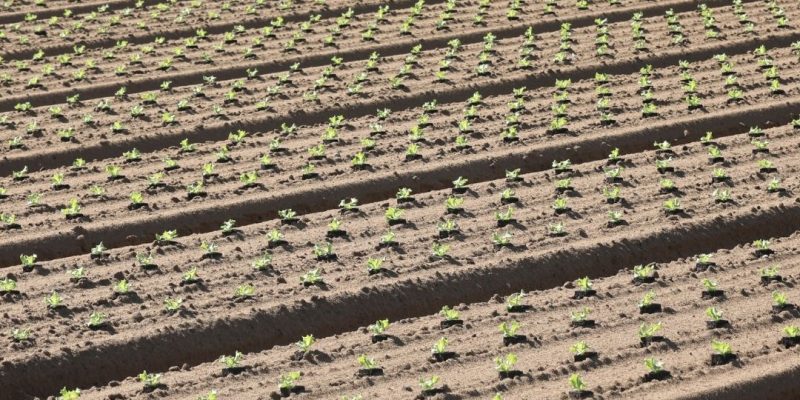 Alt="Die konventionelle und nicht nachhaltige Landwirtschaft"